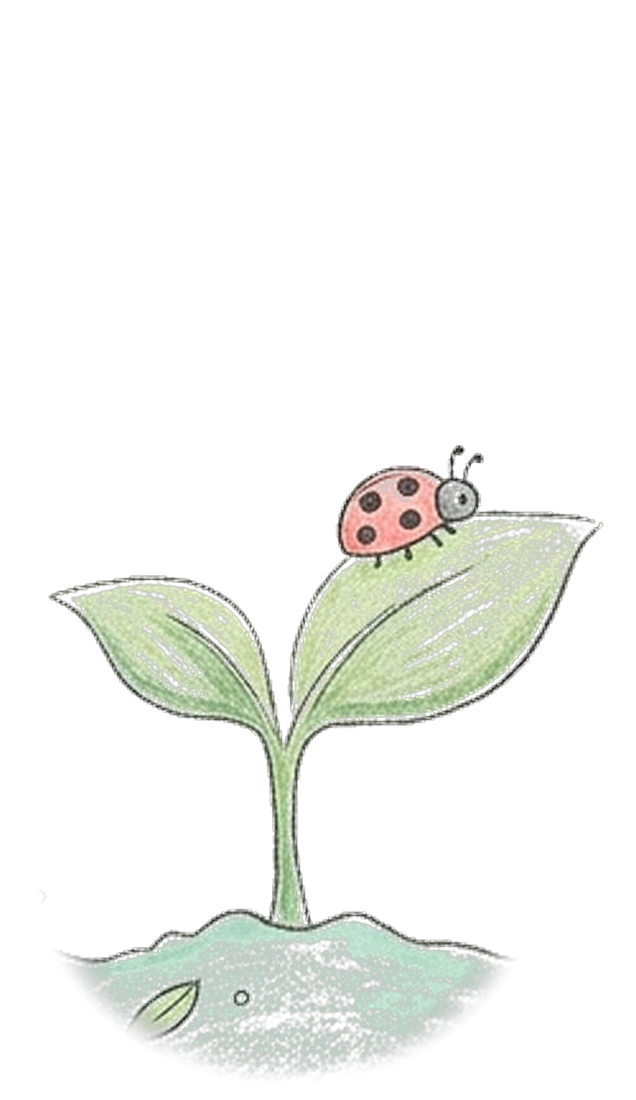 Pousse du mois 6 : Une coccinelle passe